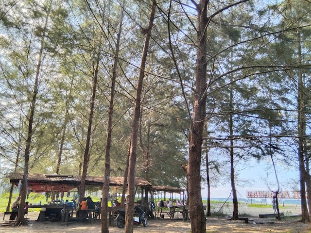 Rindangnya pohon Pinus di sepanjang pantai Muara Sikabaluan
