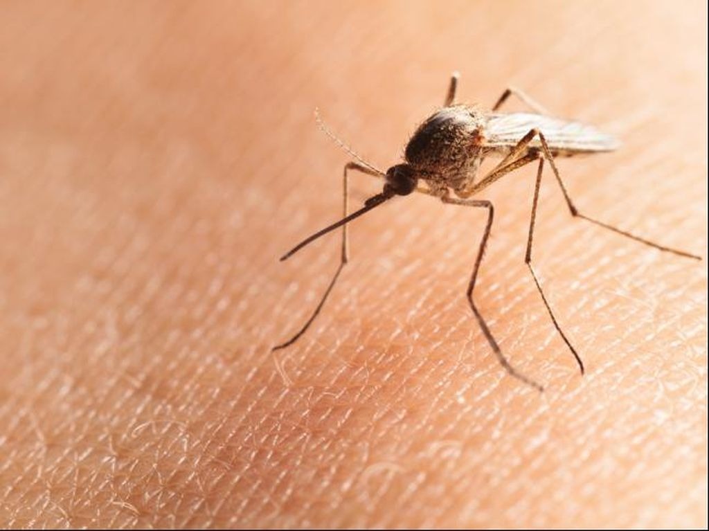 Ilustrasi nyamuk Malaria
